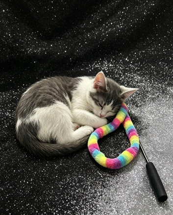 7 months old kitten