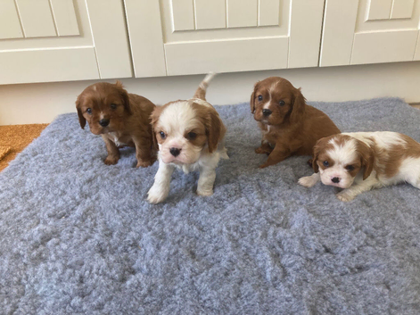 Lovely litter of KC reg blenheim/ruby cavalier pups from health tested parents