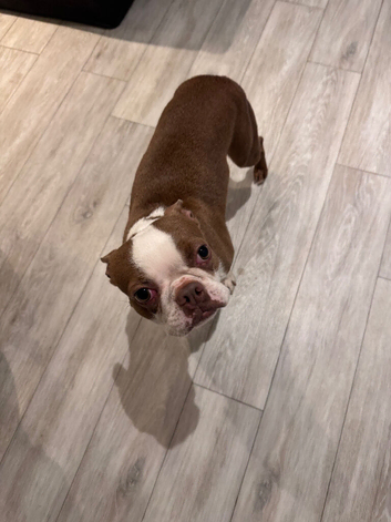 Bella - Female - 4years old rehoming due to allergy