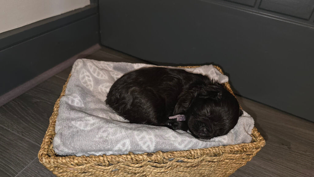 French bulldog puppies
