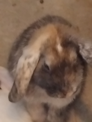 Rehome baby rabbits