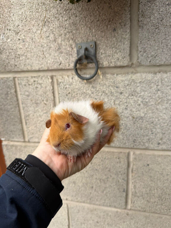 Gorgeous Guinea Pigs