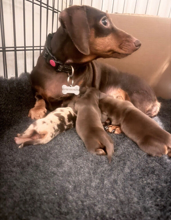 Exceptional KC Registered Miniature Dachshund Boys