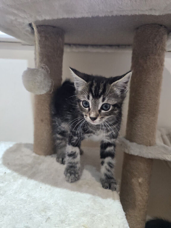 Kittens for sale