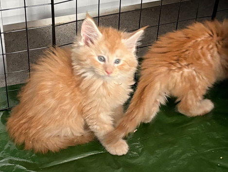 Gorgeous mainecoon male kittens ready