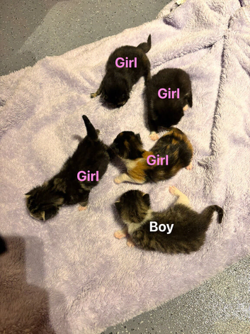 5 beautiful rather fluffy kittens ready in 7 weeks looking for a forever home