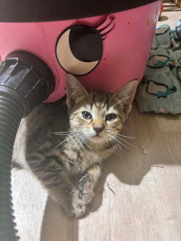 2 female kittens
