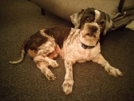 Fergus needs a new home ASAP