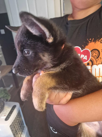 Shepskie puppies for sale