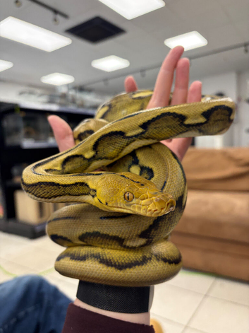 Sunfire Tiger Reticulated Python