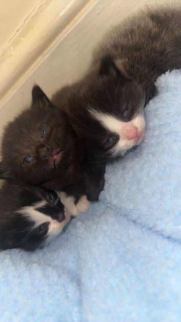 1 beautiful kitten for sale