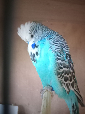Show budgies
