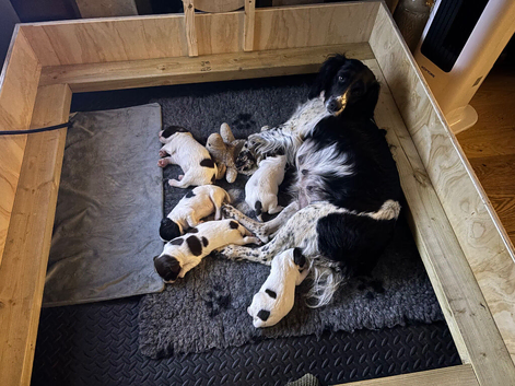 Top-Tier Working English Springer Spaniel Pups - Bishwell Bandstand Sired & KC Registered