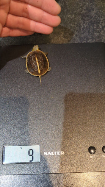 Yellow-margined box turtle