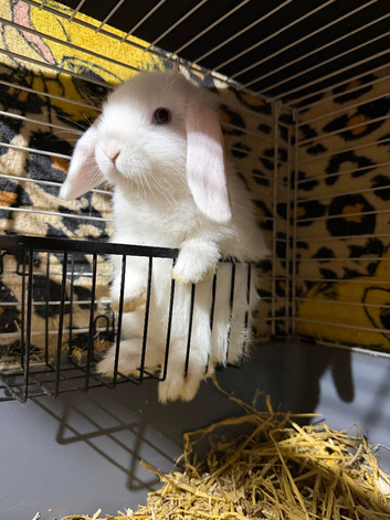 Mini Lop baby boy ready now (super friendly & tame)