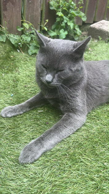 Grey Russian blue cat