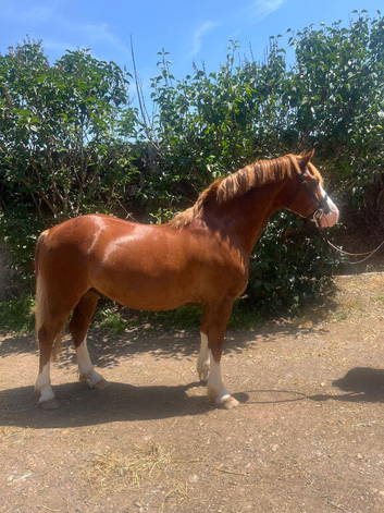 stunning welsh c