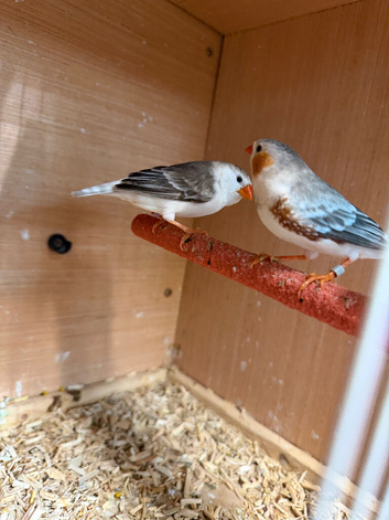 Pair of zebra finch