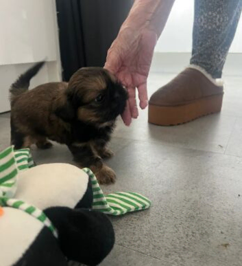TINY IMPERIAL SHIH TZU TREASURES FILLED WITH LOVE AND CHARMS