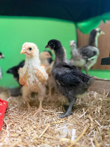Rehome x10 4 week old Orpington&rsquo;s
