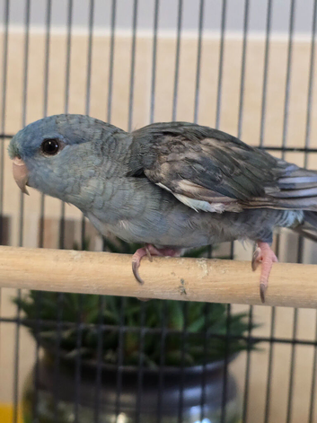 Lineolated Male