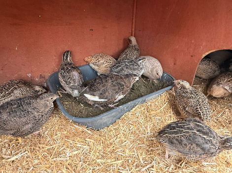 Coturnix quail chicks