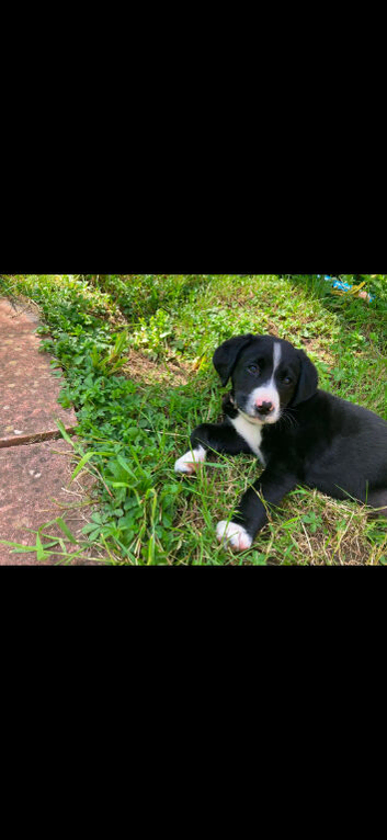 Labernese puppies
