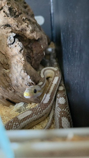 2 cornsnakes