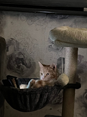 British shorthair