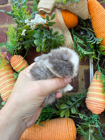 Pure bred baby mini lops