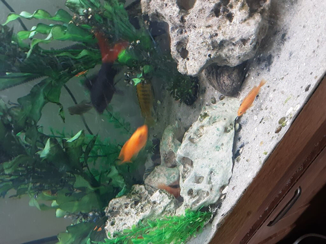 Malawi for sale Red zebra