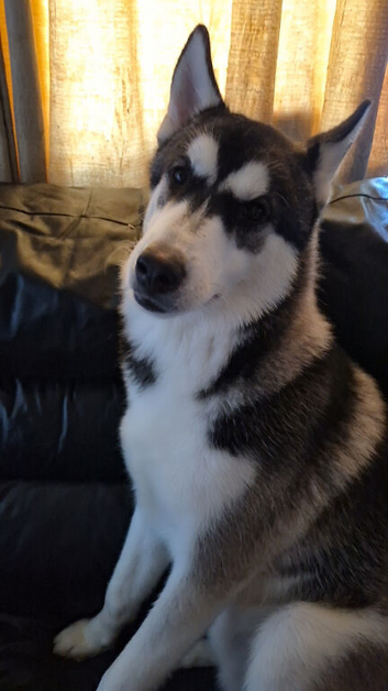 male husky