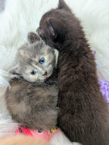 Pretty kittens > British Blue x Calico half Bengal from &pound;100..
