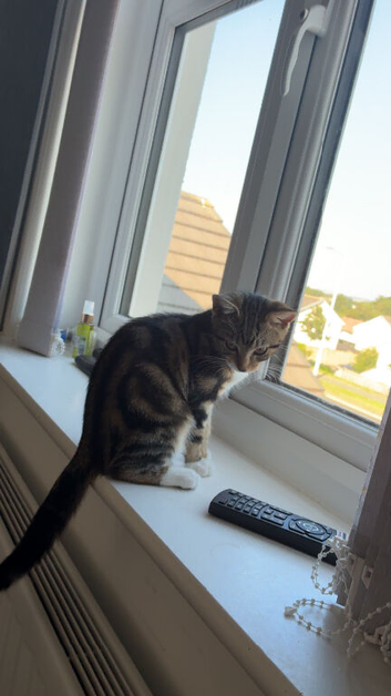 Beautiful cat to go to a good home