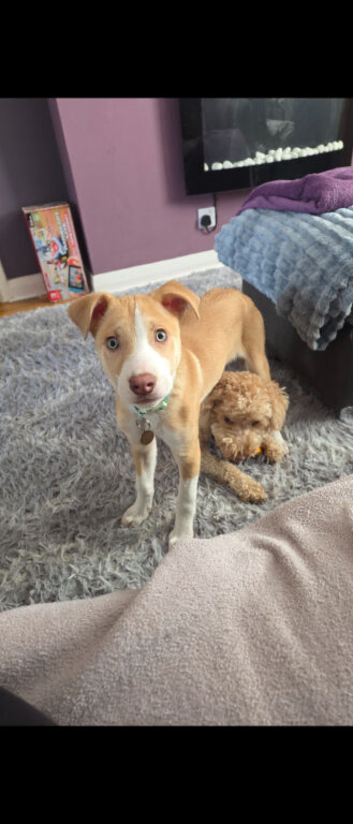 Beautiful gold and white puppy