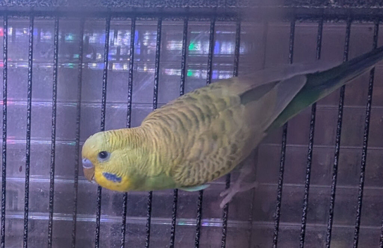 3x male budgies available