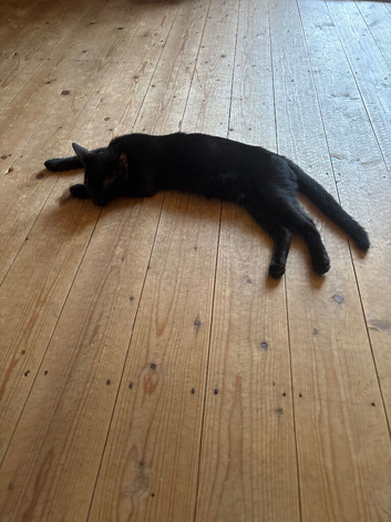 Male black kitten