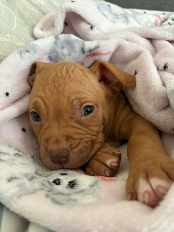 Gorgous dog for sale