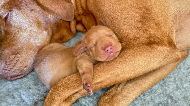 HUNGARIAN VIZSLA PUPS FOR SALE (KC REG PEDIGREE ) HOME-REARED SCOTLAND