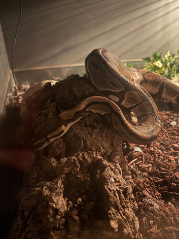 Full setup and snake