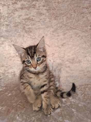 4 female tabby kitten and 1 all black male kittens