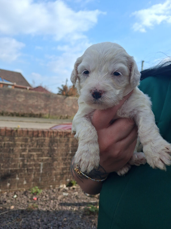 Bision fries x toy poodle x shitzu