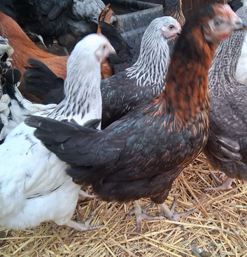 Hybrid pullets 16to18 weeks