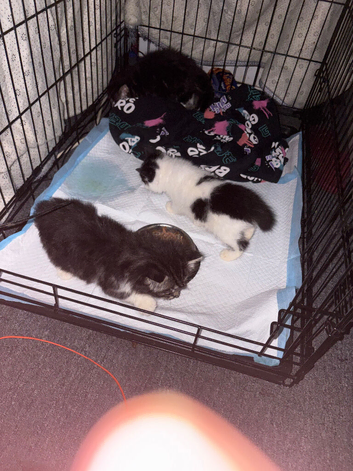 3 kitten ready to go