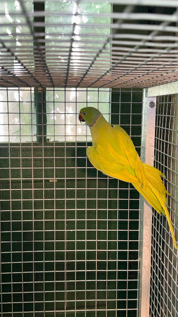 PAIR RINGNECKS DOM PIED OPALINE X CLEARTAIL