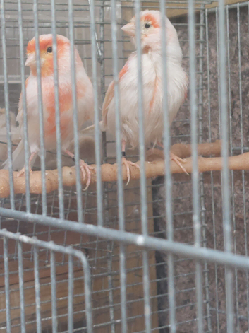 Canary for sale