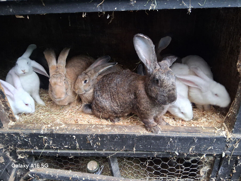 Flemish giant white rew .lilac and agoutie babys