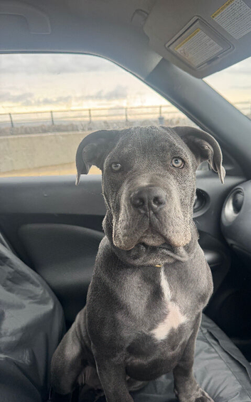 Knox