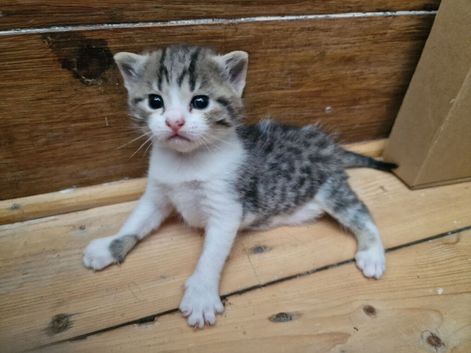 Lovely kitten for Sale
