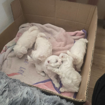 Adorable Puppies Available &ndash; 4 Boys & 1 Girl